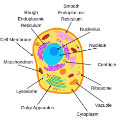 Make your own edible cell - Rosalind Franklin Institute